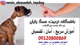 آموزش سگ تضميني و سريع توسط  مربي بين اللملي ، پانسيون و نگهداري