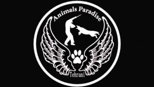 باشگاه آموزش و پانسيون سگ بهشت حيوانات