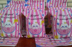 royal persiancat