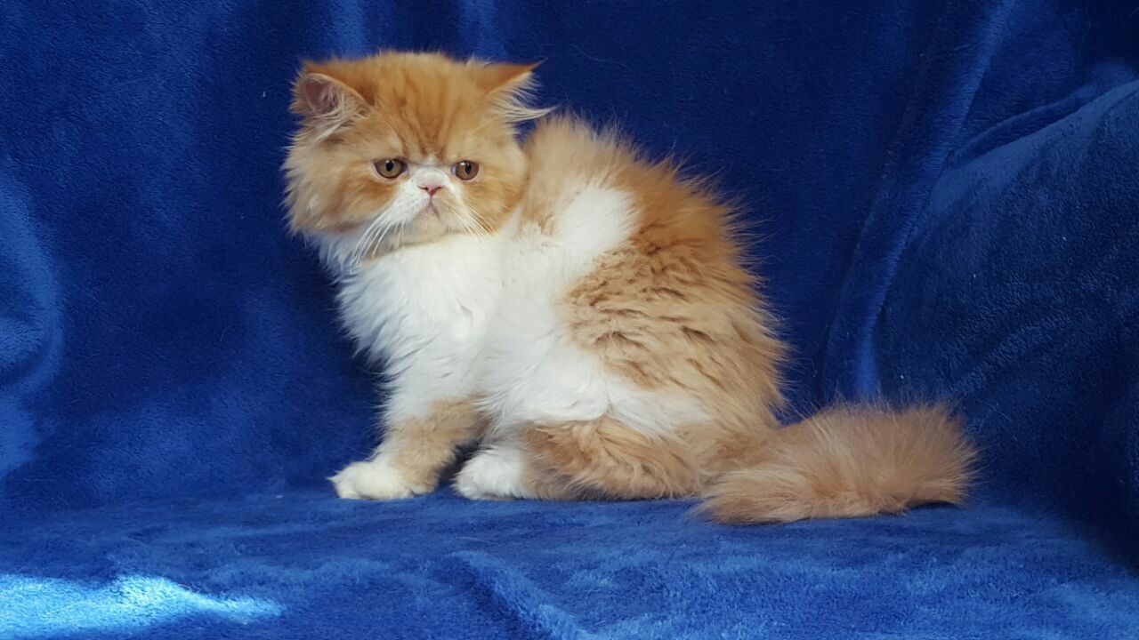 Dinky persian cat