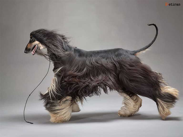 سگ تازی افغانی