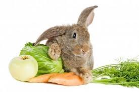 روش ها و چگونگی غذا دادن به خرگوش های خانگی
