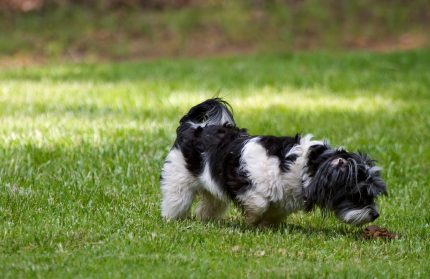 کمک به سگ‌هایی که مدفوع خود را می‌خورند Coprophagia 