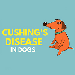 بیماری کوشینگ در سگ ها چیست؟